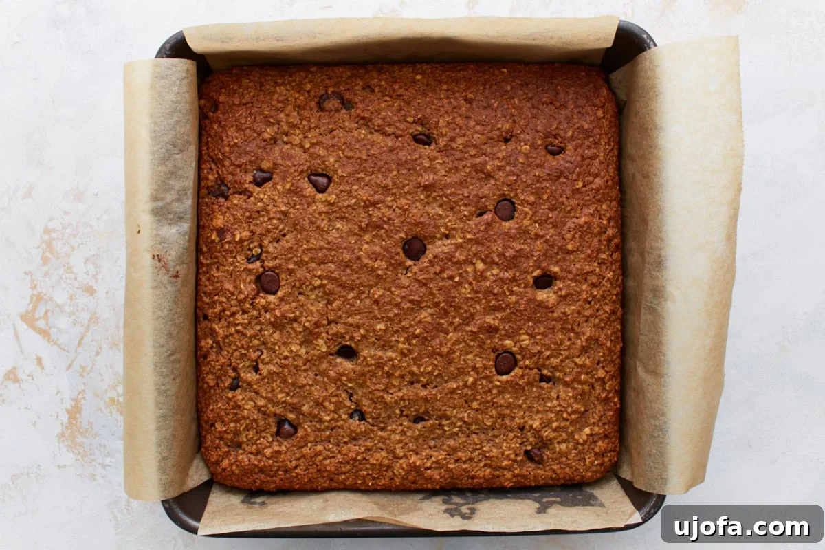 Fully baked oatmeal bar slab, golden brown and studded with melted chocolate chips, still in the parchment-lined pan, fresh out of the oven.