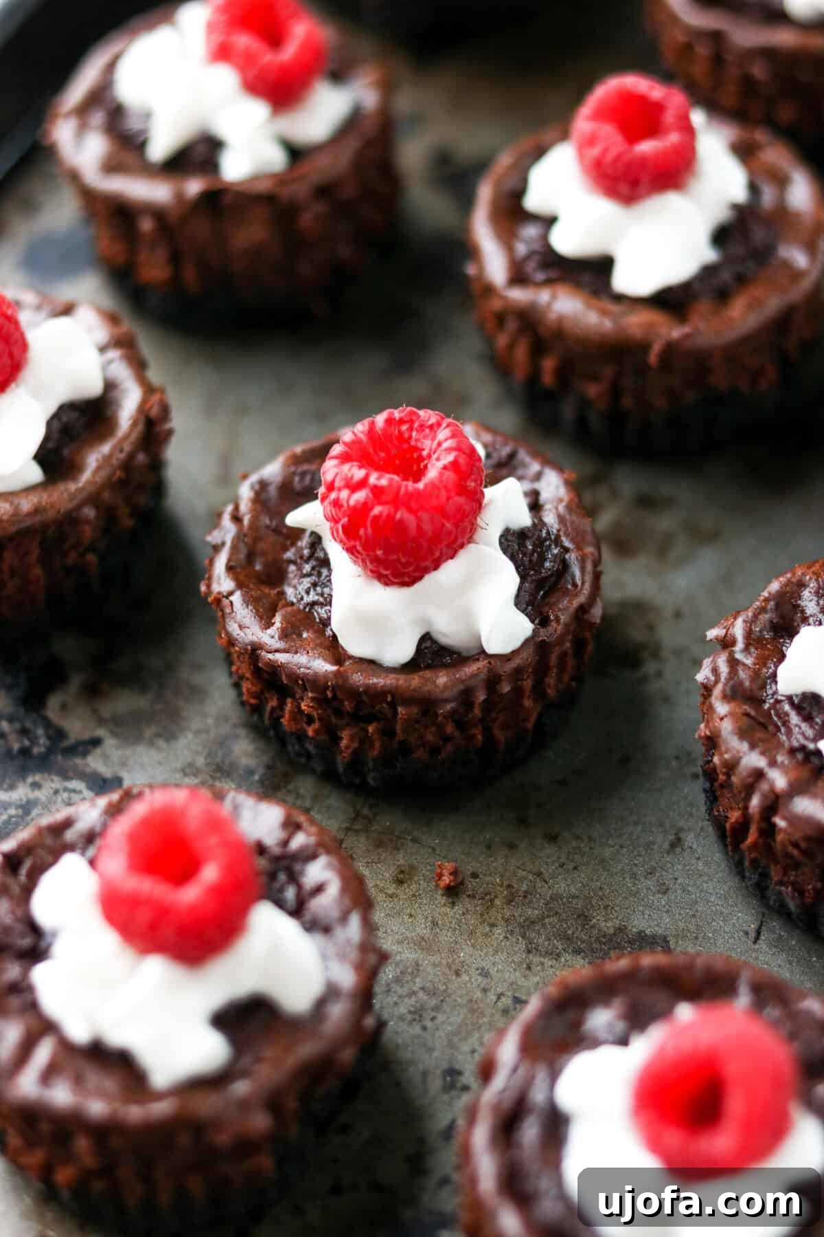 Five mini chocolate protein cheesecakes beautifully topped with fluffy whipped cream and a fresh raspberry on each, arranged on a serving plate.