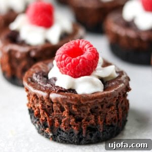 Chocolate protein cheesecake with whipped cream and raspberries on top, served individually.
