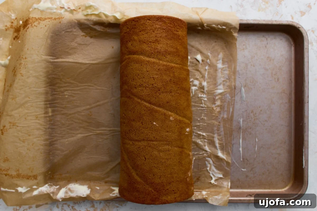 Baked pumpkin sponge cake rolled up with cream cheese frosting, sitting on parchment paper in a jelly roll pan.