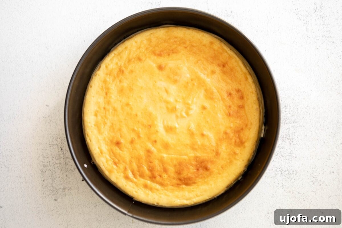 Silken Cheesecake 9 Fully baked crustless cheesecake still in its springform pan, displaying a golden, slightly puffed top, indicating it's perfectly cooked.