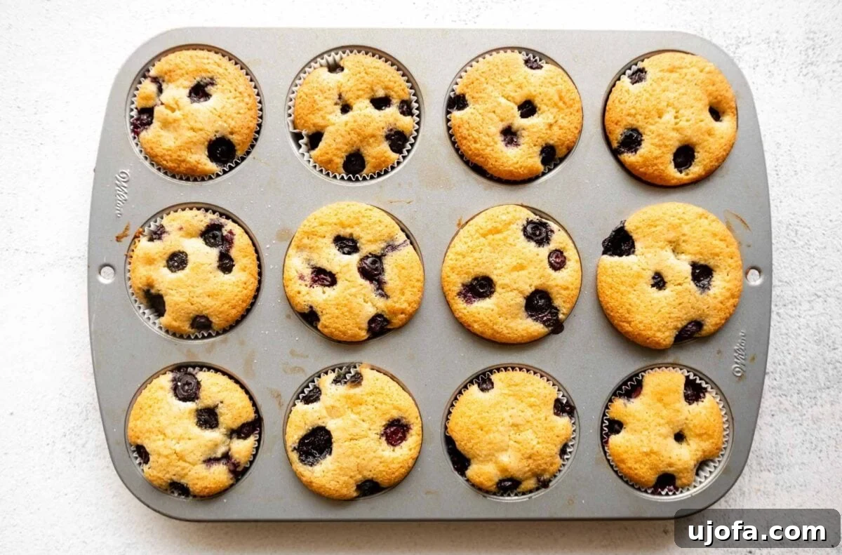 A muffin tin fresh out of the oven containing golden-brown almond flour blueberry muffins, their tops studded with baked blueberries.