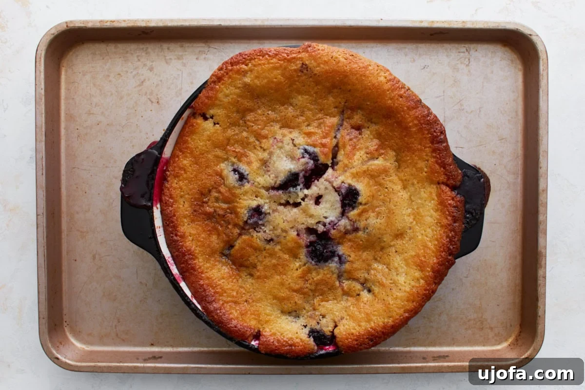 A freshly baked blackberry cobbler sits on a sheet pan, showcasing a golden-brown topping and bubbling fruit filling around the edges, indicating it's perfectly cooked.