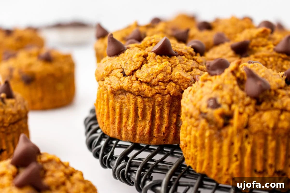 Spiced Pumpkin Cloud Muffins 10 Flourless pumpkin muffins cooling on a wire rack, showing their soft, fluffy texture and melted chocolate tops, ready to be devoured.