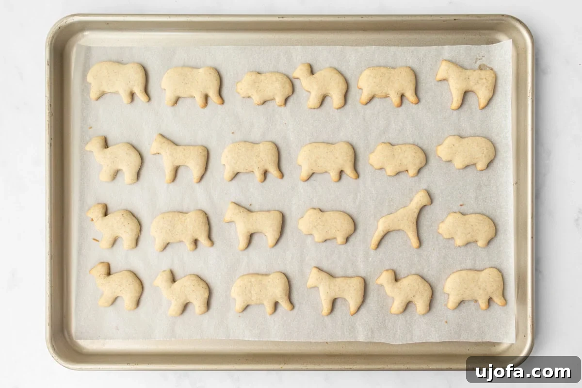 Freshly baked gluten-free animal crackers cooling on a parchment-lined baking sheet, displaying a delicate light golden-brown color around their edges.