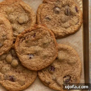 Baked buckwheat chocolate chip cookies cooling on a parchment lined baking sheet with crisp edges and soft centers